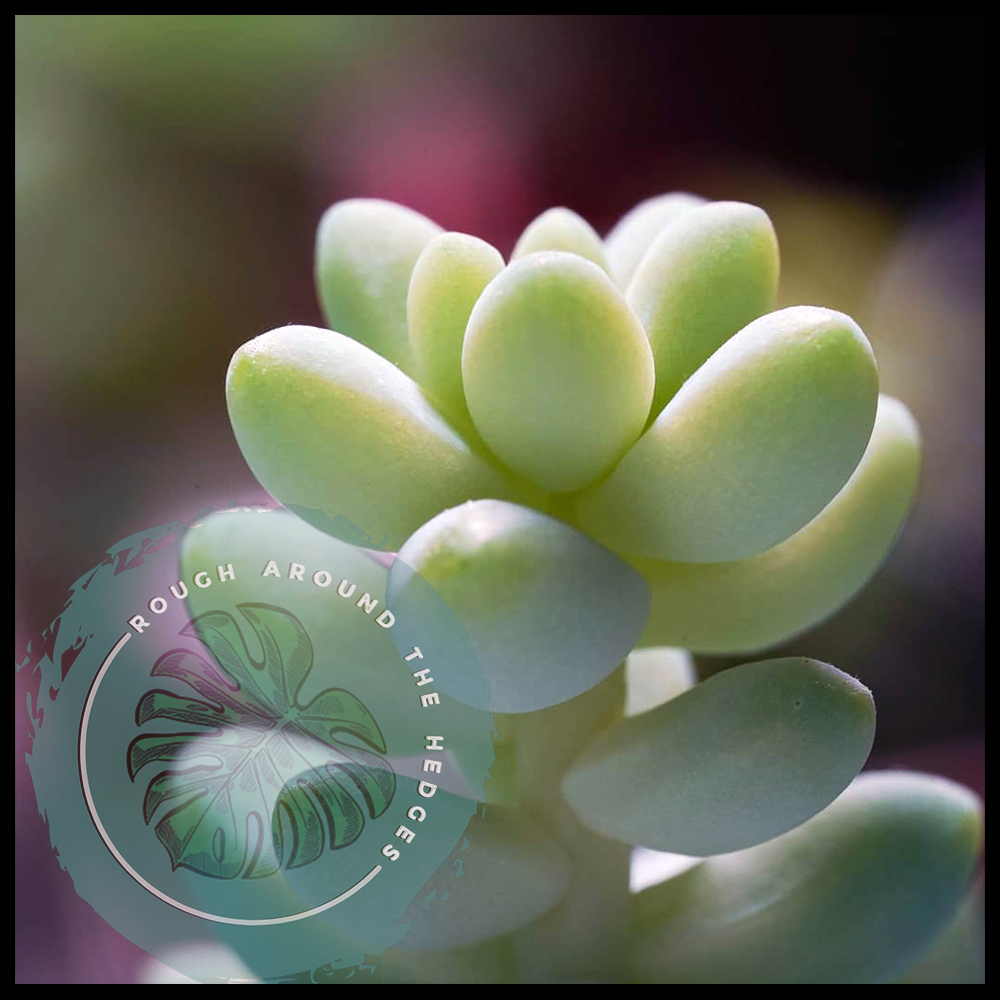 EP88-Plant Chat: Landscaping and Lava Lamps