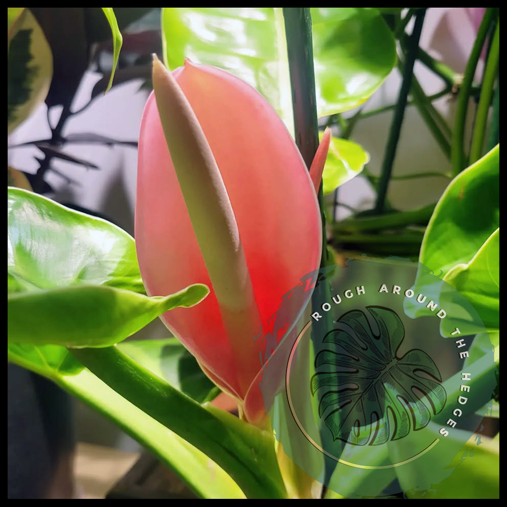 EP91-Shipping Plants