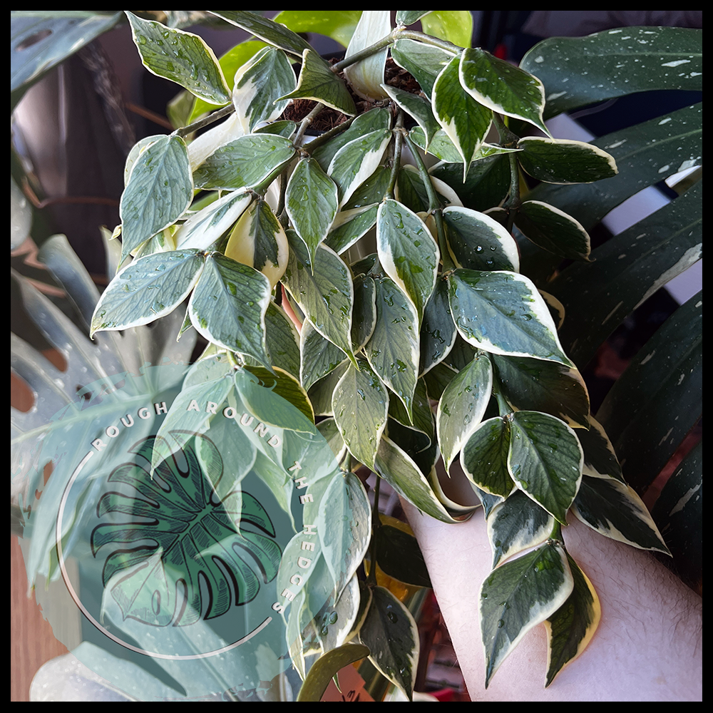 EP93-Plant Chat: Hoyas and Horses